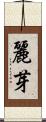 麗芽 Scroll