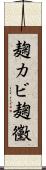 麹カビ Scroll