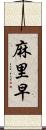 麻里早 Scroll