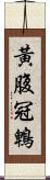 黃腹冠鵯 Scroll