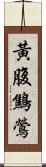 黃腹鷦鶯 Scroll