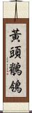 黃頭鶺鴒 Scroll