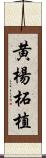 黄楊 Scroll