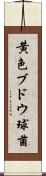 黄色ブドウ球菌 Scroll