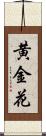 黄金花 Scroll