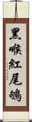 黑喉紅尾鴝 Scroll