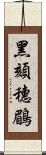 黑頦穗鶥 Scroll