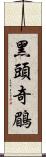 黑頭奇鶥 Scroll