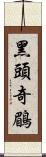 黑頭奇鶥 Scroll