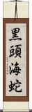 黒頭海蛇 Scroll