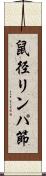 鼠径リンパ節 Scroll