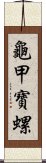 龜甲寶螺 Scroll