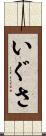 いぐさ Scroll