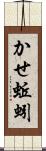 かせ蚯蚓 Scroll