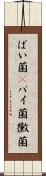 ばい菌(P) Scroll