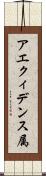 アエクィデンス属 Scroll