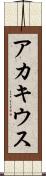アカキウス Scroll