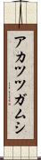 アカツツガムシ Scroll