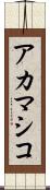 アカマシコ Scroll
