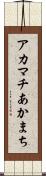 アカマチ Scroll