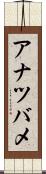 アナツバメ Scroll