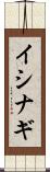 イシナギ Scroll