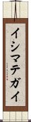 イシマテガイ Scroll