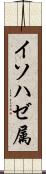 イソハゼ属 Scroll