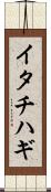 イタチハギ Scroll