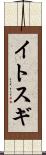 イトスギ Scroll