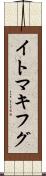イトマキフグ Scroll