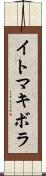イトマキボラ Scroll