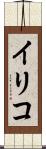 イリコ Scroll