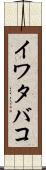 イワタバコ Scroll