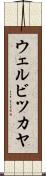 ウェルビツカヤ Scroll