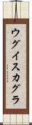 ウグイスカグラ Scroll