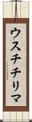 ウスチチリマ Scroll