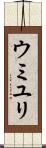 ウミユリ Scroll