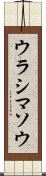 ウラシマソウ Scroll