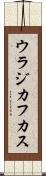 ウラジカフカス Scroll