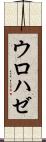 ウロハゼ Scroll