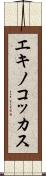 エキノコッカス Scroll