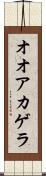 オオアカゲラ Scroll