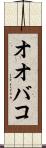 オオバコ Scroll