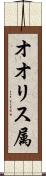 オオリス属 Scroll