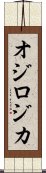 オジロジカ Scroll