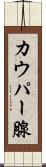 カウパー腺 Scroll