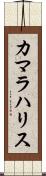 カマラハリス Scroll