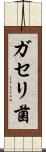ガセリ菌 Scroll