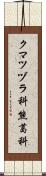 クマツヅラ科 Scroll
